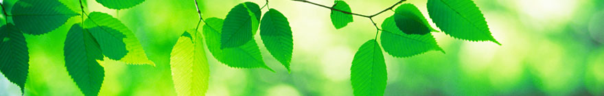 leaves image